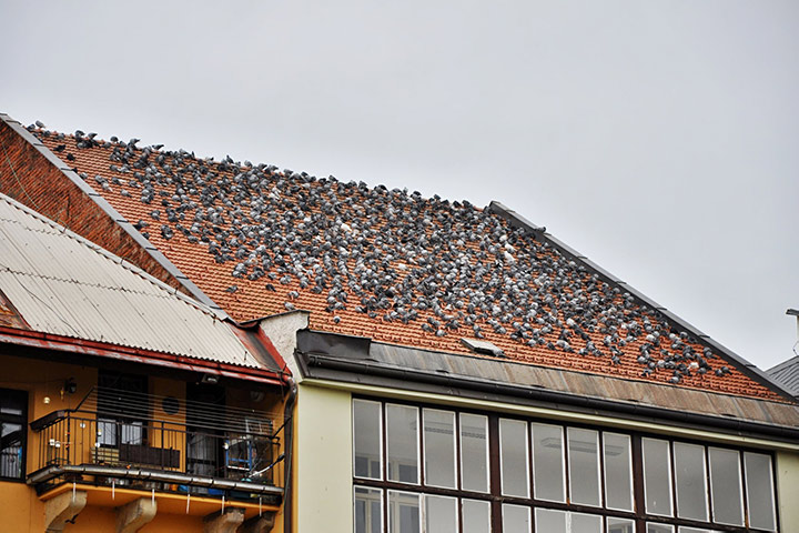 A2B Pest Control are able to install spikes to deter birds from roofs in Hucknall. 