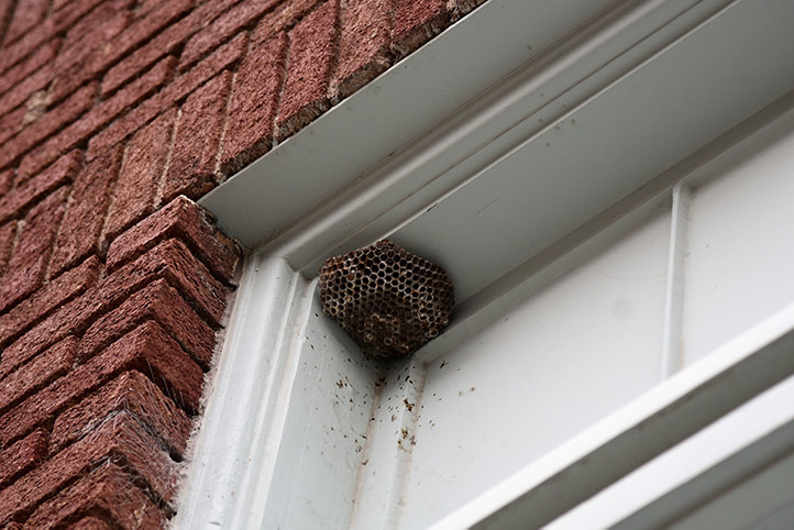 We provide a wasp nest removal service for domestic and commercial properties in Hucknall.